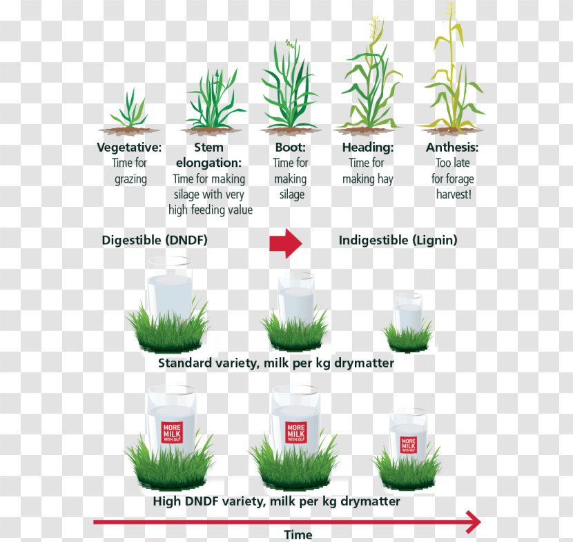 Flowerpot Grasses - Design Transparent PNG
