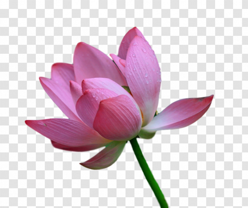 Sacred Lotus Plant Stem Cut Flowers Bud Petal Transparent PNG