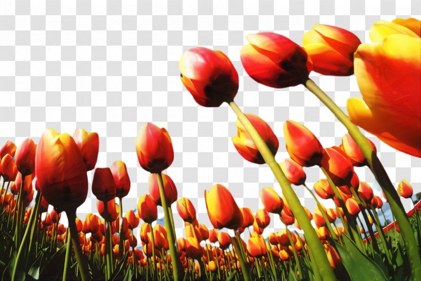 Floral Spring Flowers - Lily - Family Transparent PNG