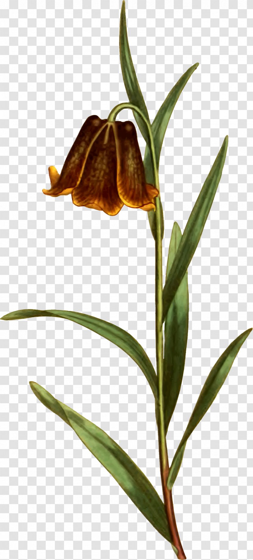 Fritillaries Plant Stem - Flower Transparent PNG