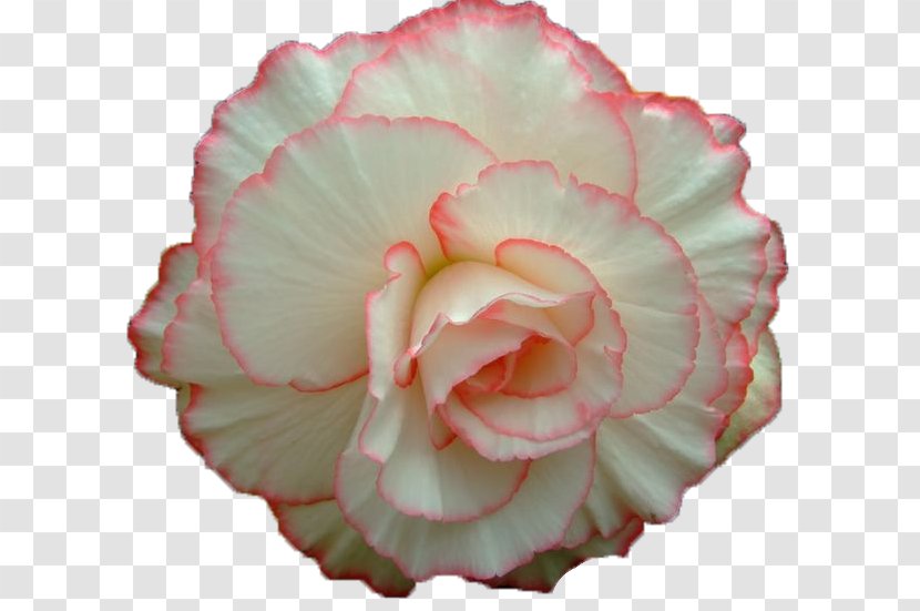 Garden Roses Cabbage Rose Flower Animaatio - Cut Flowers Transparent PNG