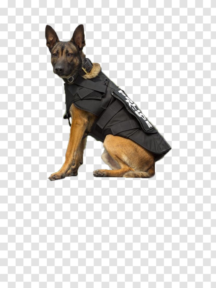 German Shepherd Puppy Poodle Dog Breed Police Transparent PNG