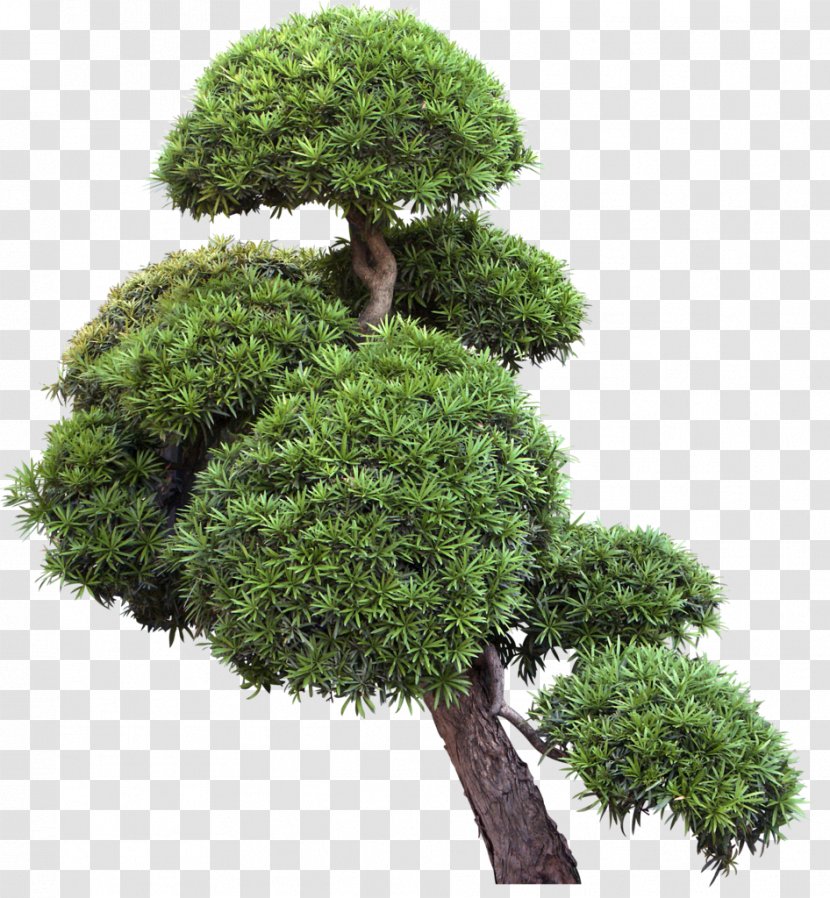 Tree Bonsai Shrub Clip Art - Branch Transparent PNG