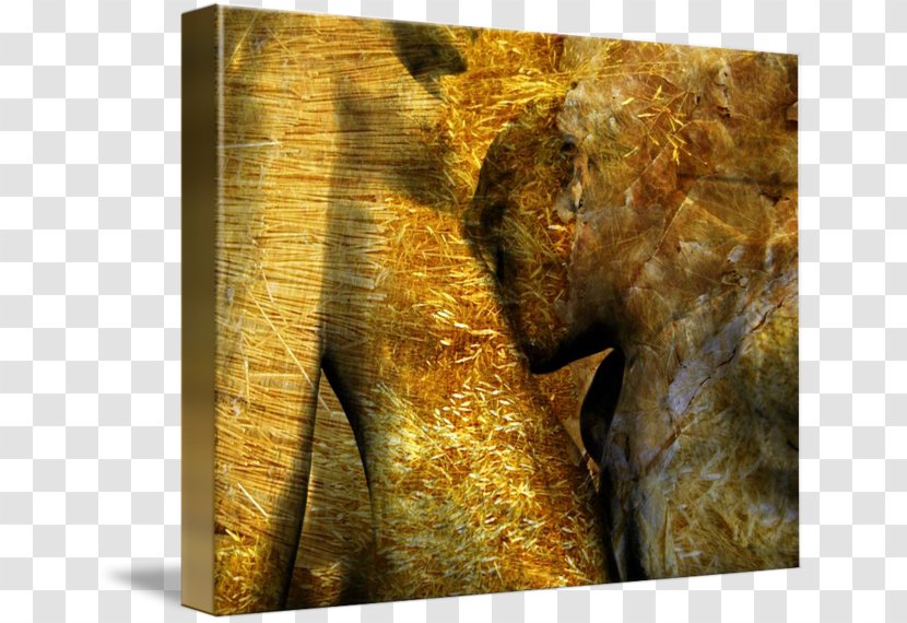 Stock Photography Elephantidae Mammoth - Organism - Wheat Watercolor Transparent PNG