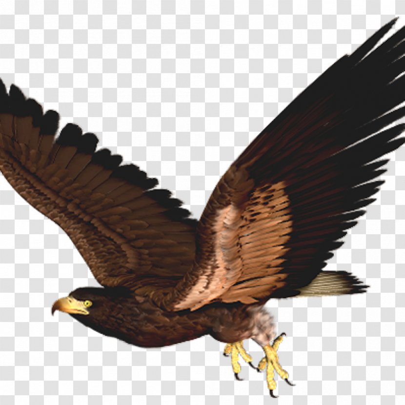 Hawk Bird Eagle Clip Art - Beak Transparent PNG