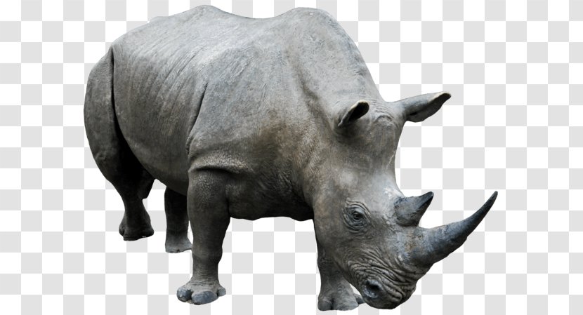 Rhinoceros Clip Art - Terrestrial Animal - Fauna Transparent PNG