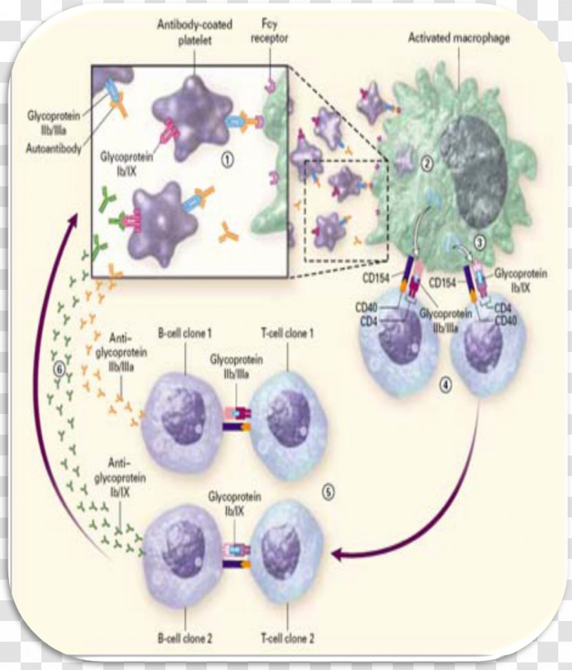 Immune Thrombocytopenic Purpura Terrell - Aval'man I K Gornolyzhnyy Kompleks Transparent PNG