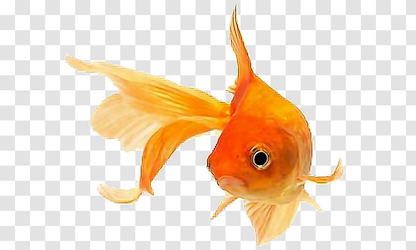 Fantail Ryukin Siamese Fighting Fish Aquarium Orange - Tropical Transparent PNG