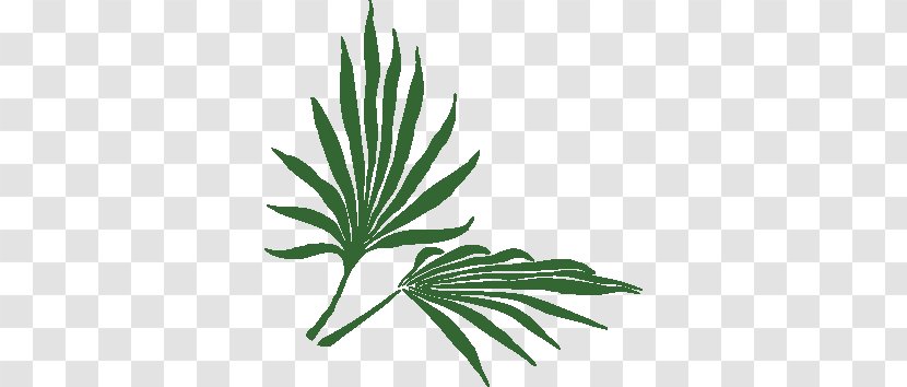 Plant Frond Tropics Clip Art - Palm Tree Transparent PNG