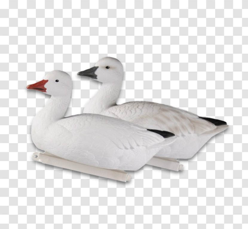 Snow Goose Duck Dangate Mallard - Canada Transparent PNG