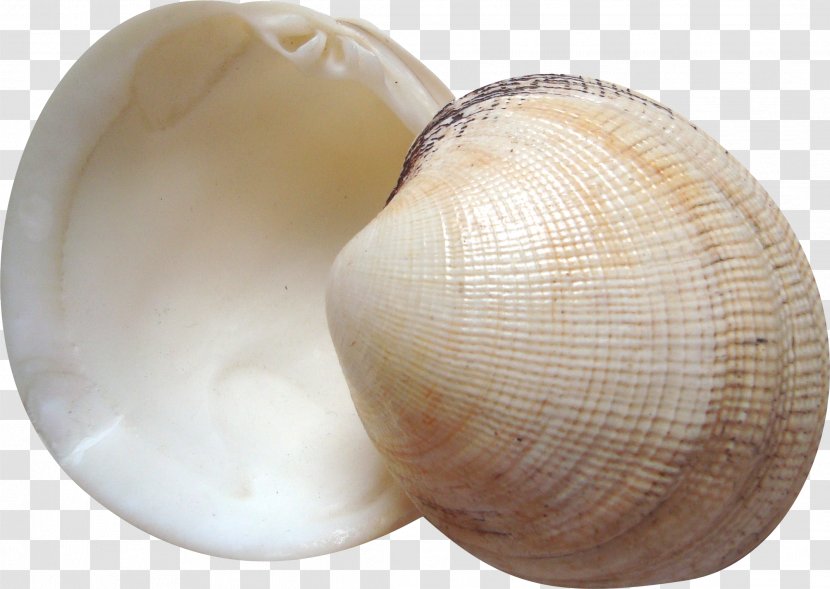 Cockle Seashell Clam - Designer - Beautiful Shells Transparent PNG