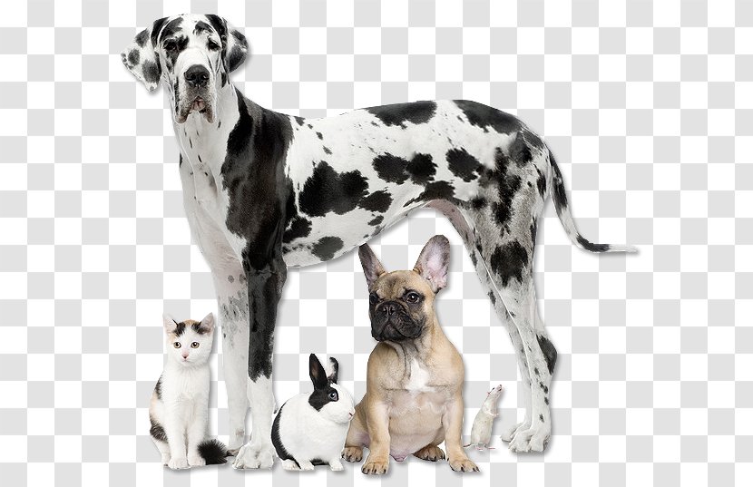 Cat Dog Pet Animal Rescue Group - Great Dane Transparent PNG