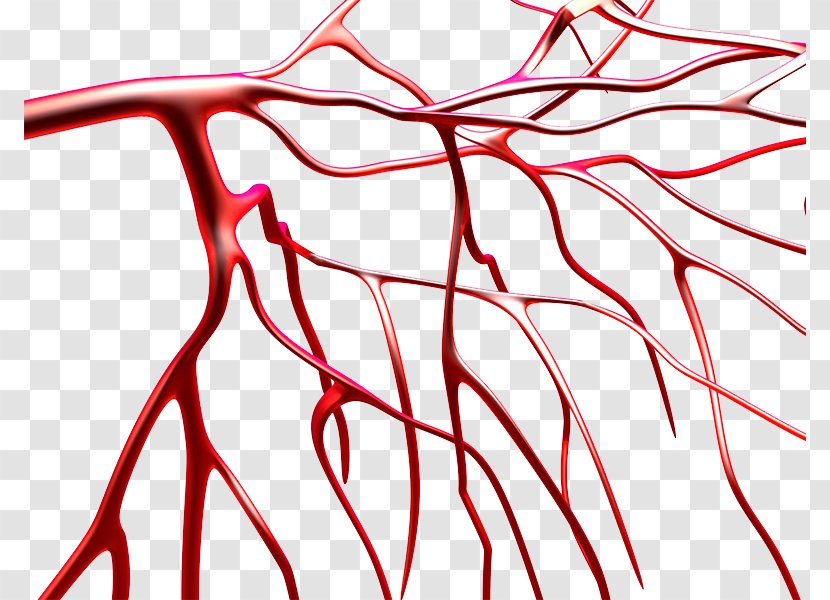 Blood Vessel Platelet - Silhouette - Vessels Transparent PNG