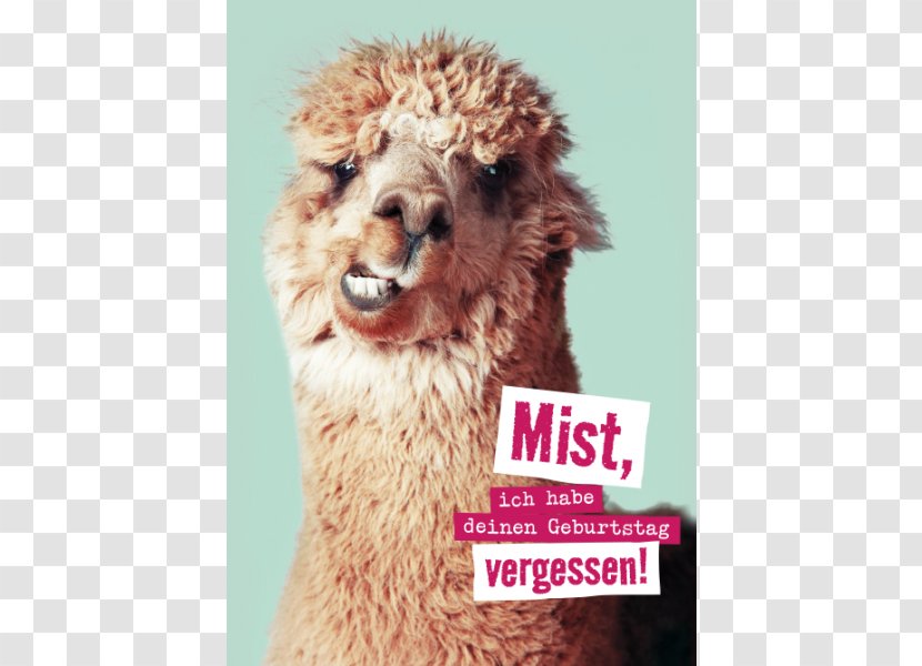 Llama Alpaca Infant Stock Photography - Snout - Bruder Transparent PNG