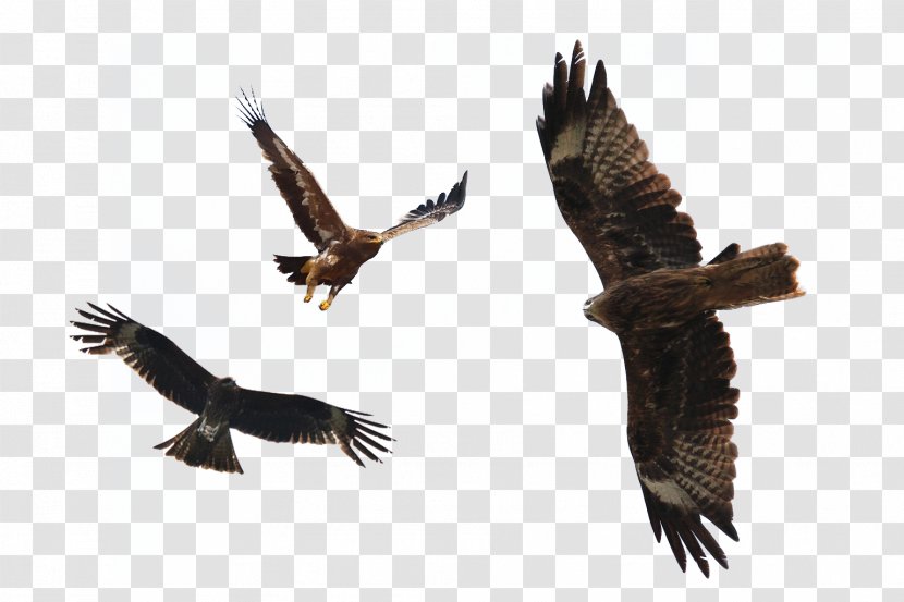 Flight Bald Eagle Bird - Is Flying Dapeng Transparent PNG