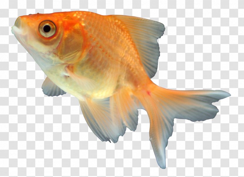 Goldfish Feeder Fish - Fauna - Surulere Transparent PNG
