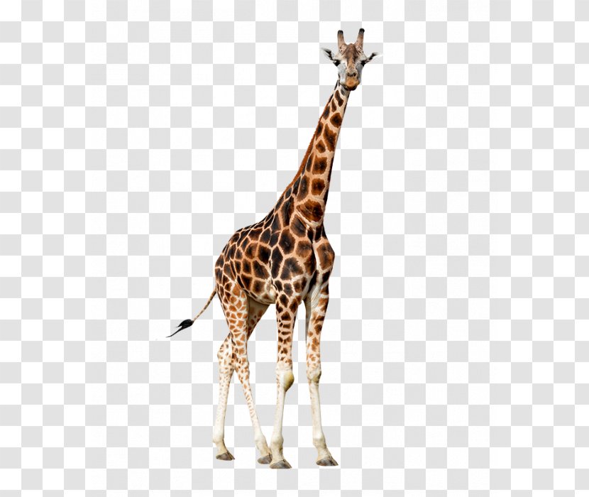 Northern Giraffe Animal Clip Art - Mammal - Colora Transparent PNG
