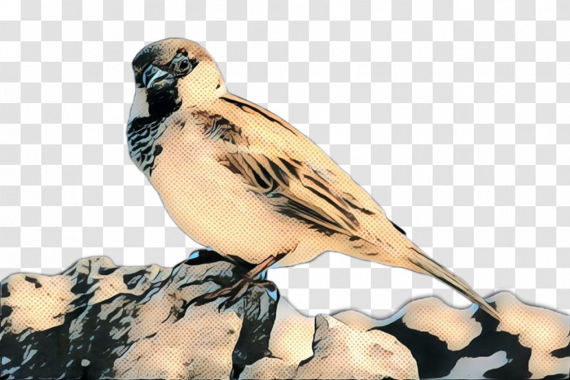 Finches Fauna Beak Feather - Lark - Songbird Transparent PNG