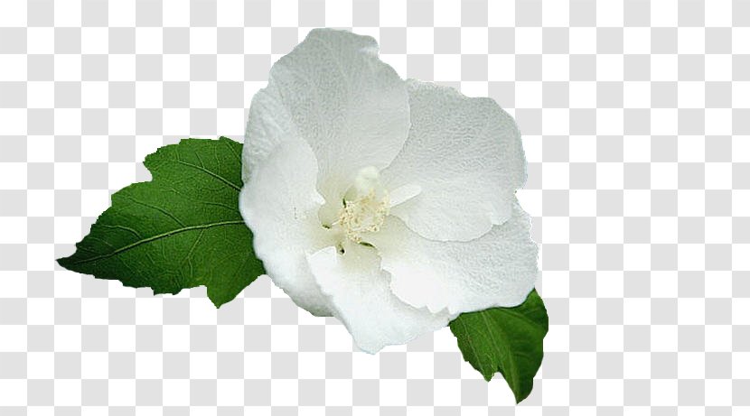 Gardenia Mallows - Petal - Costume Transparent PNG