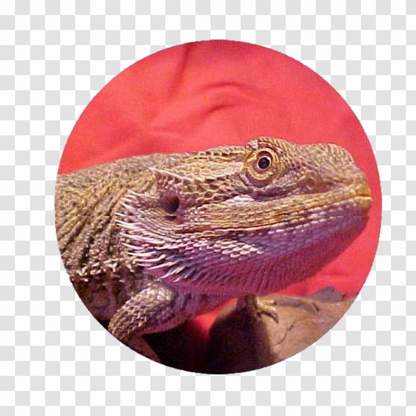Lizard Reptile Agama Bearded Dragons - Dragon Transparent PNG