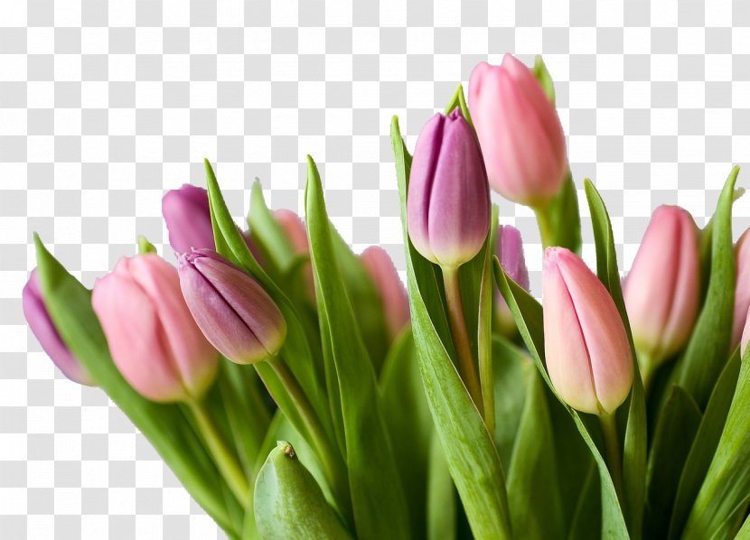 Flower Bouquet Tulip Cut Flowers - Petal Transparent PNG