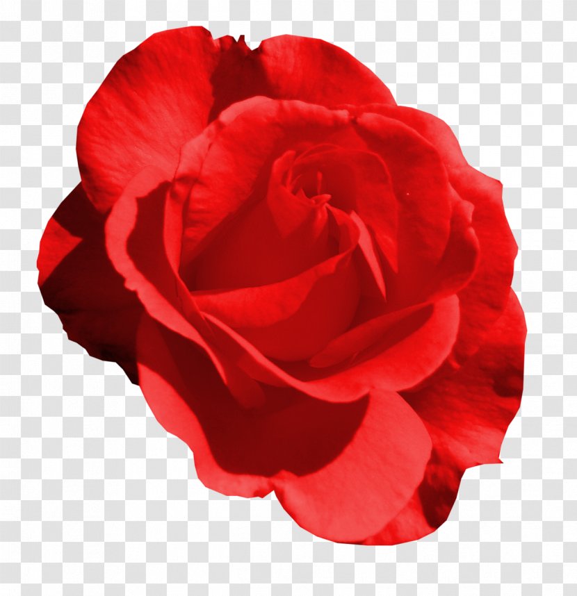 Garden Roses Centifolia Flower - Red Transparent PNG