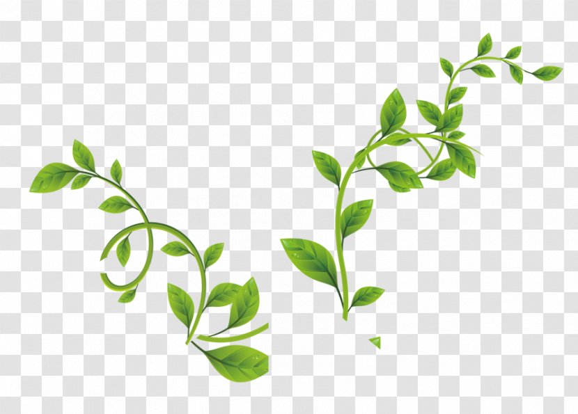 Leaf Green Vine - Plant Stem - Aquarell Transparent PNG