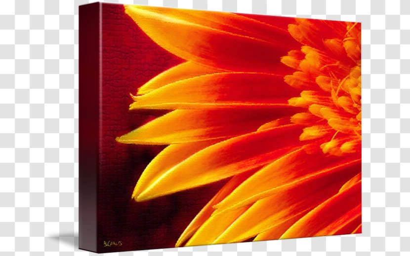 Gallery Wrap Canvas Sunflower M Transvaal Daisy Art - Sun Tzus Of War Transparent PNG