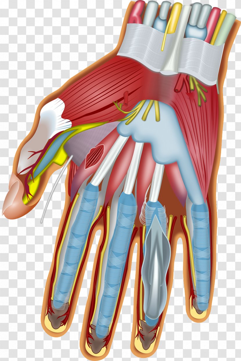Muscles Of The Hand Wrist Anatomy Carpal Bones - Flower Transparent PNG