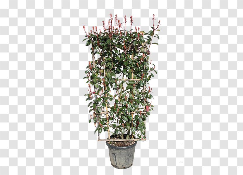 Red Tip Photinia Shrub Espalier Hedge Evergreen - Plant - Herb Transparent PNG