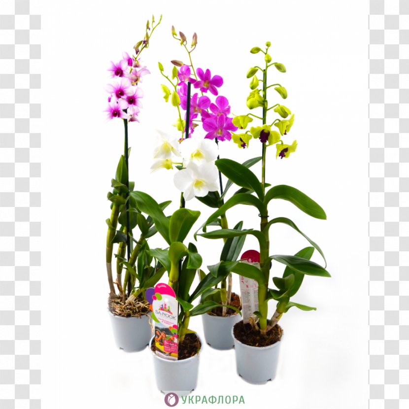 Moth Orchids Dendrobium Lady's-slipper Venus Slipper Plants - Shop Transparent PNG