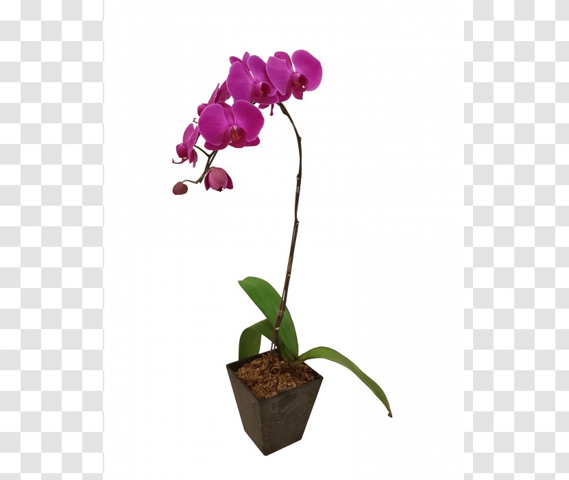 Moth Orchids Plant Cattleya Flower - Purple Orchid Transparent PNG