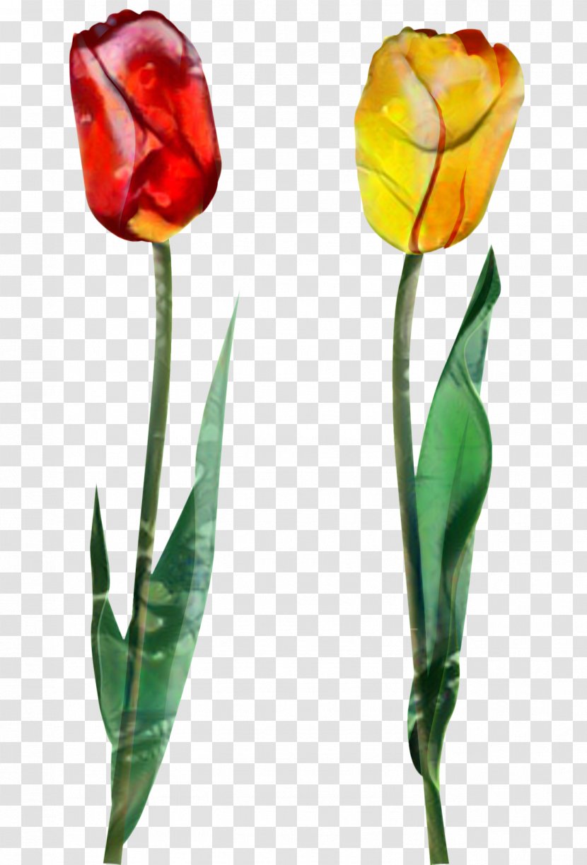 Tulip Cut Flowers Plant Stem Bud Petal - Flower Transparent PNG