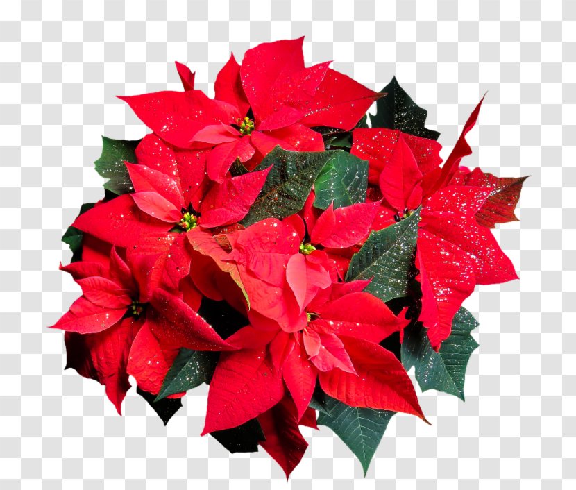 Poinsettia YouTube Message Clip Art - Youtube Transparent PNG