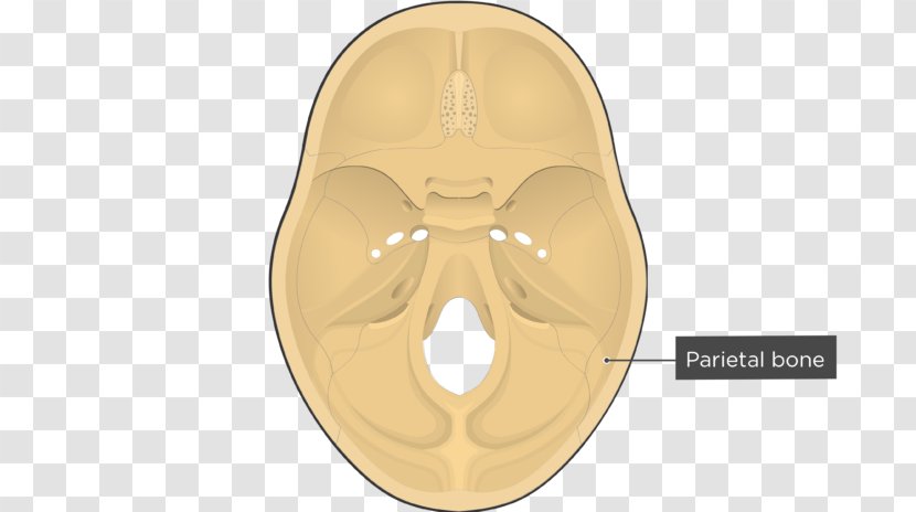 Skull Occipital Bone Ethmoid Sphenoid - Frontal - And Transparent PNG