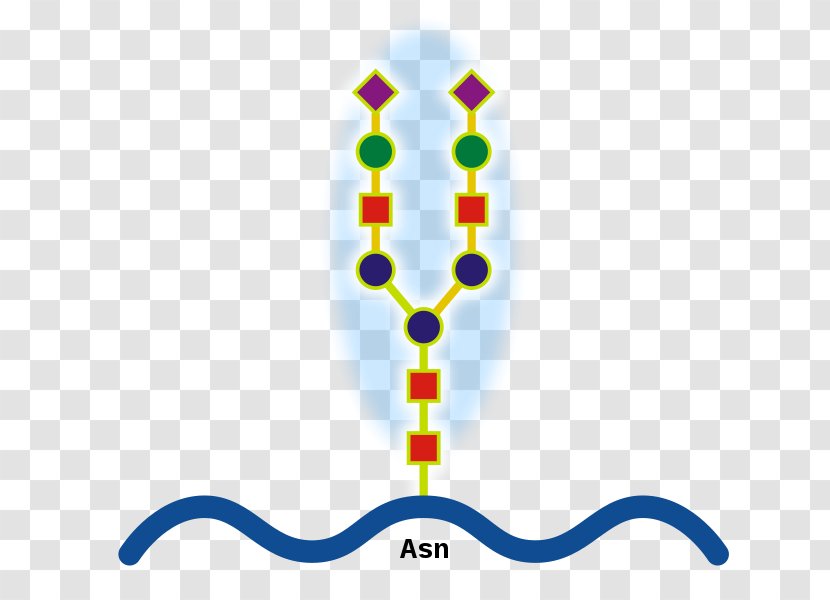 N-linked Glycosylation Glycoprotein O-linked Structure - Cell - Protein Transparent PNG
