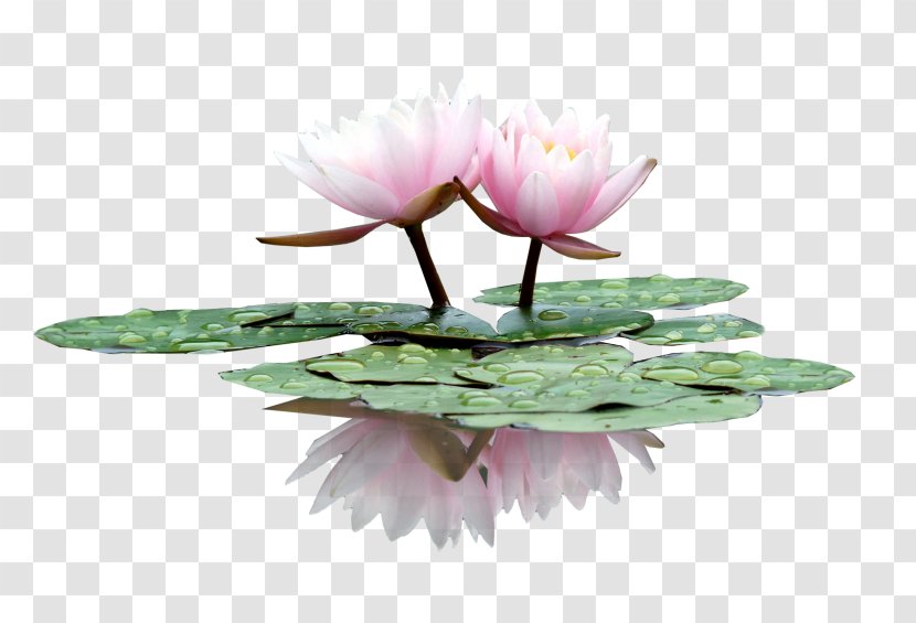 Water Lily Flower Nelumbo Nucifera - Petal - Hand-painted Lotus Transparent PNG