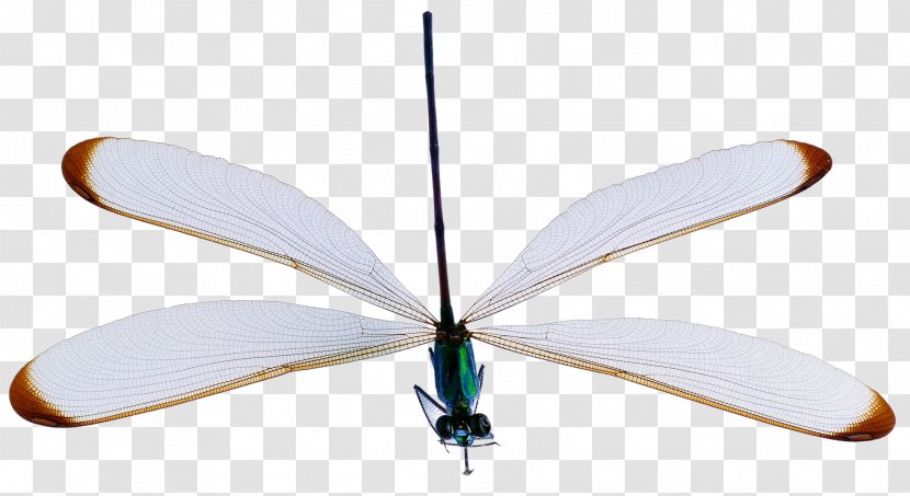 Insect Reptile Dragonfly Arthropod - Butterfly - White Transparent PNG