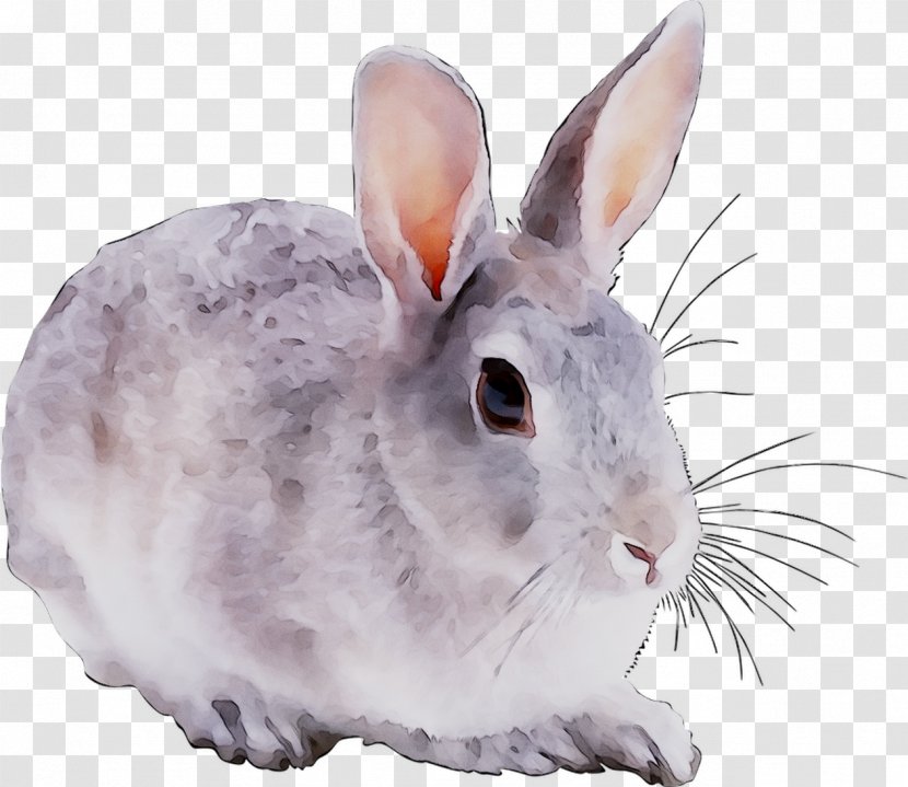 Domestic Rabbit Clip Art Drawing Snowshoe - Hare - Wood Transparent PNG