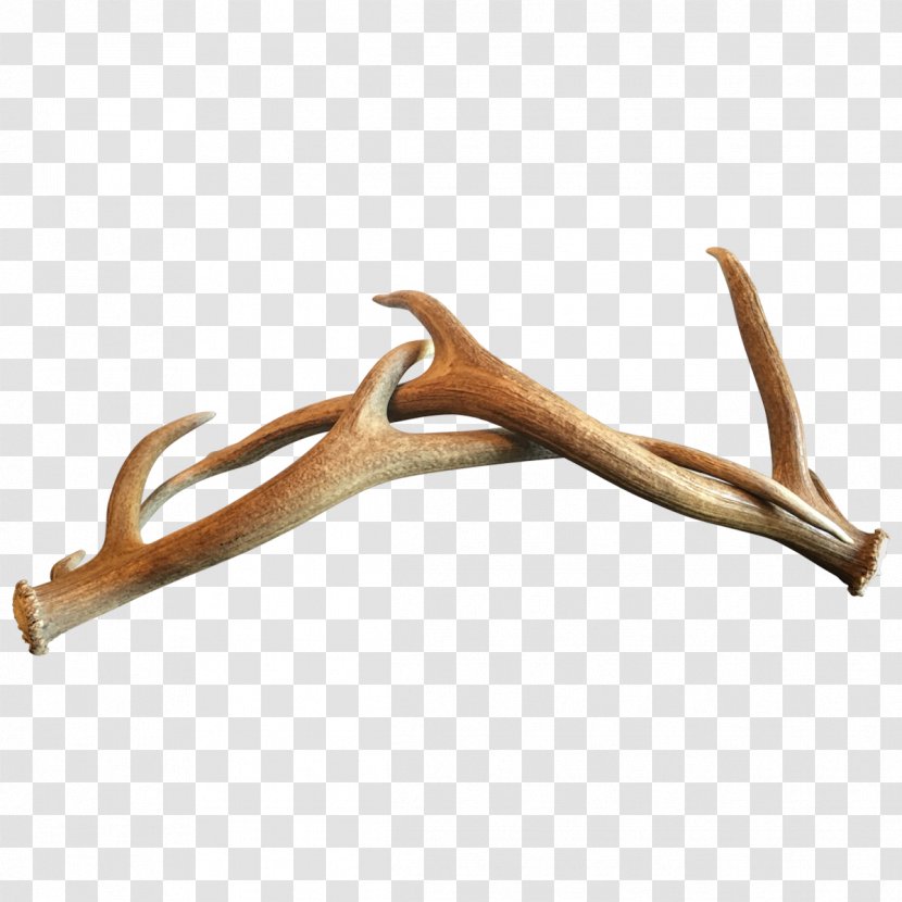 Deer Antler Horn Wood - Antlers Transparent PNG