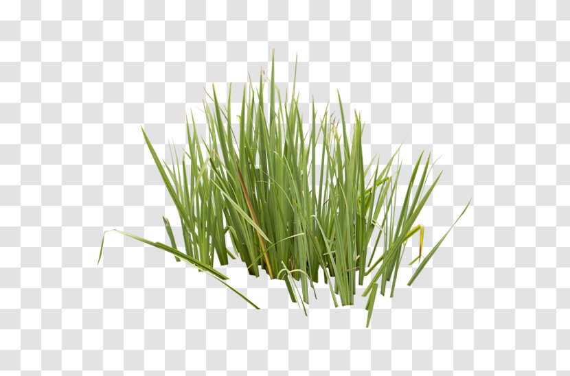 Vetiver Wheatgrass Sweet Grass Commodity Herb - Aquatic Plants Transparent PNG