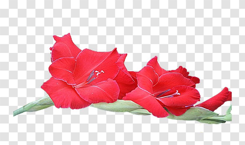 Garden Roses Gladiolus Cut Flowers Petal - Sword - Courage Transparent PNG