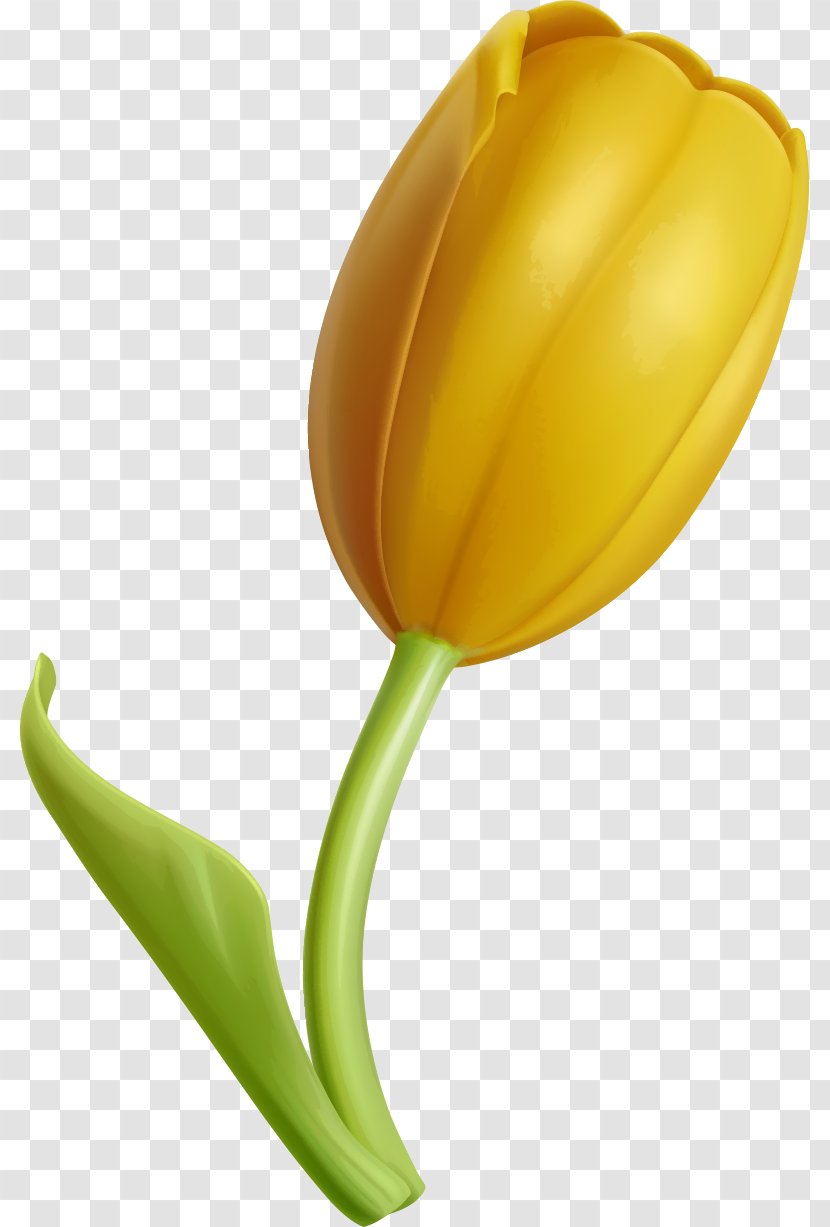 Tulip Yellow Flower - Plant Stem - Golden Tulips Transparent PNG
