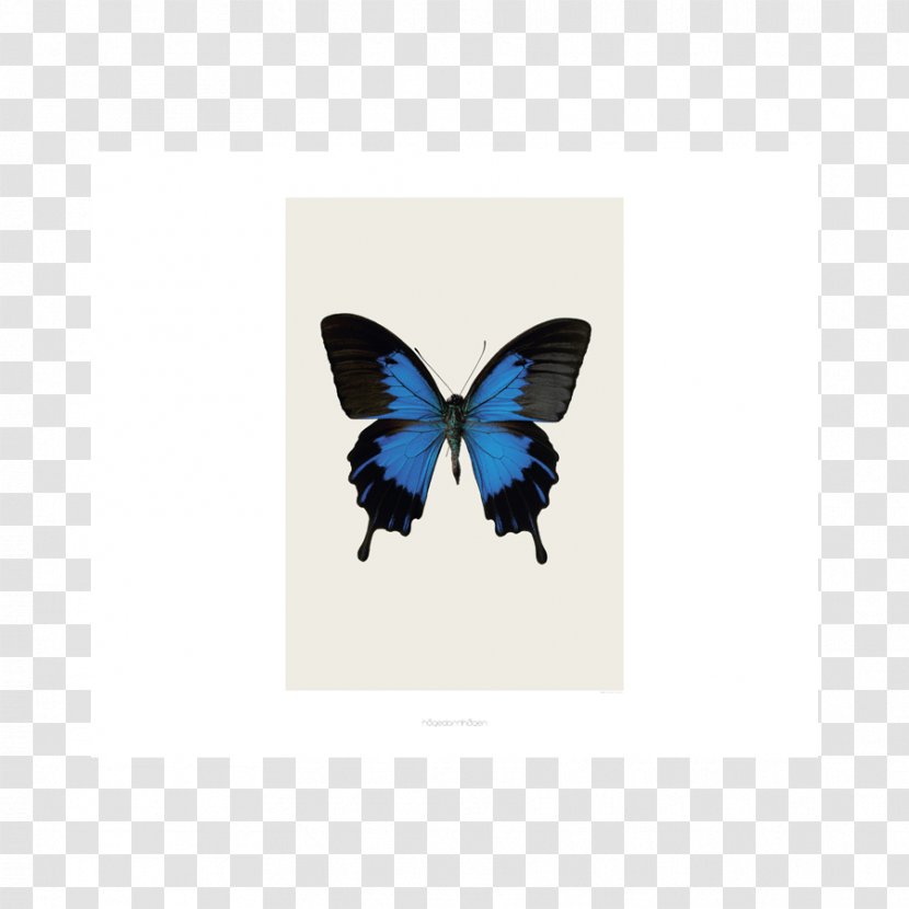 Butterfly Duvet Pink Black Quilt - Moths And Butterflies - Papilio Ulysses Transparent PNG