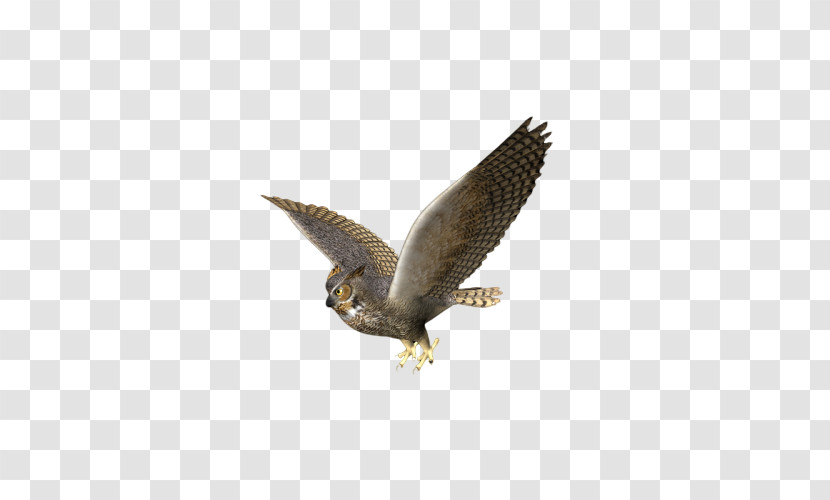 Bird Bird Of Prey Eagle Peregrine Falcon Falcon Transparent PNG