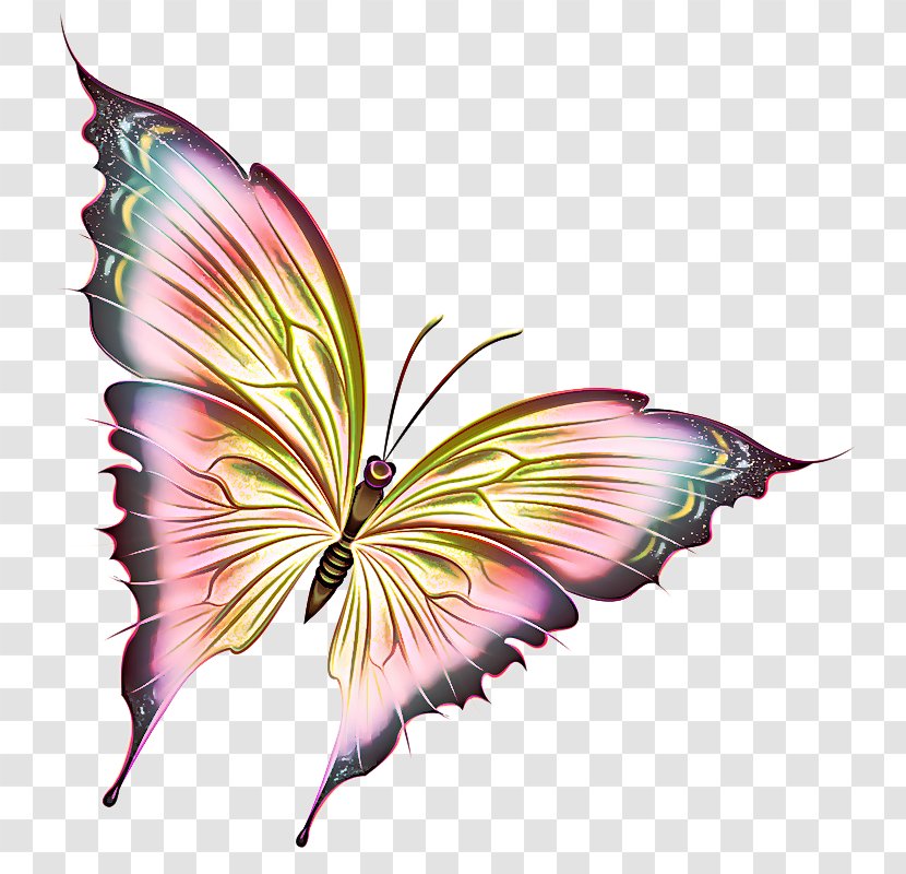 Butterfly Moths And Butterflies Insect Leaf Pollinator - Plant Wing Transparent PNG