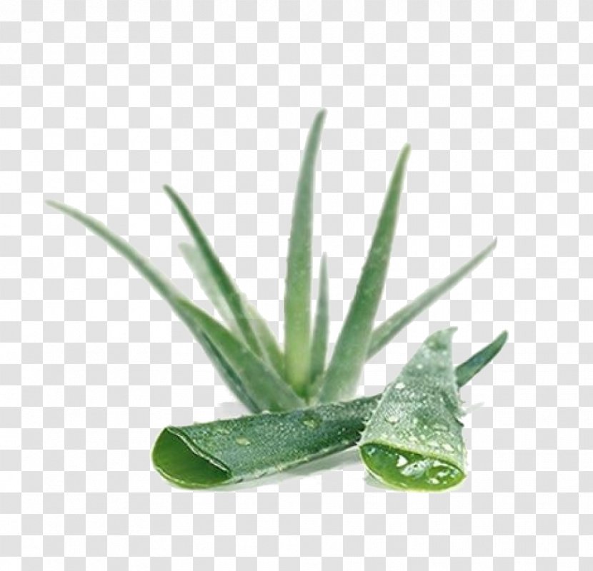 Aloe Vera Skin Gel Lotion Medicinal Plants - Grass - Plant Transparent PNG