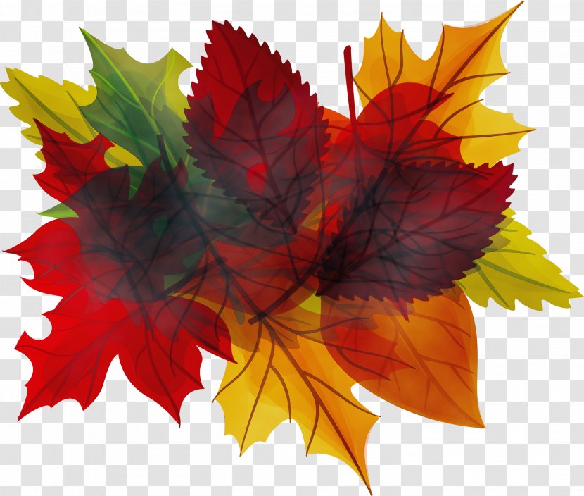 Red Maple Tree - Leaf - Sweet Gum Deciduous Transparent PNG