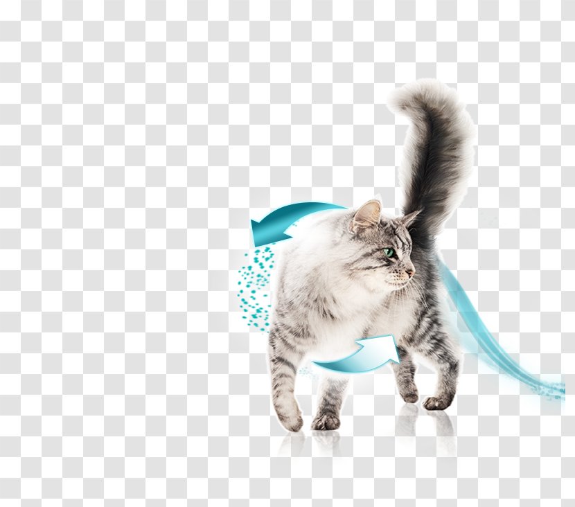 Kitten Whiskers Domestic Short-haired Cat Food Transparent PNG