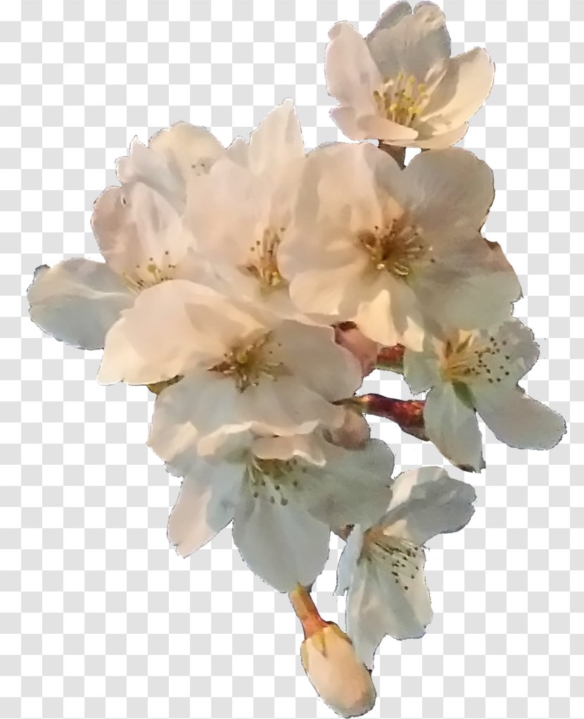 Cut Flowers Cherry Blossom Petal - Flower - Blossoms Transparent PNG